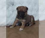 Small Photo #9 Mutt Puppy For Sale in OKLAHOMA CITY, OK, USA