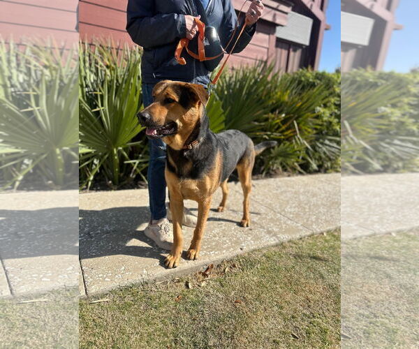 Medium Photo #3 German Shepherd Dog-Unknown Mix Puppy For Sale in Dallas, TX, USA
