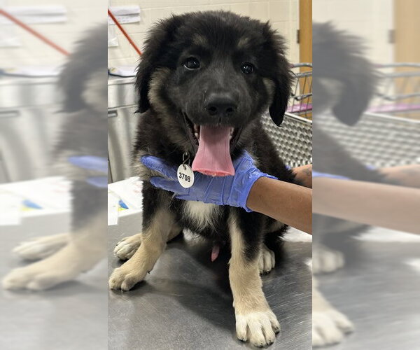 Medium Photo #1 Great Pyrenees Puppy For Sale in Forestville, MD, USA
