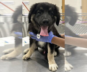 Great Pyrenees Dogs for adoption in Forestville, MD, USA