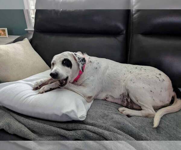 Medium Photo #4 Pointer-Unknown Mix Puppy For Sale in Kennesaw, GA, USA