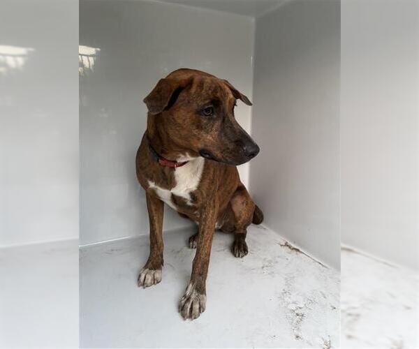 Medium Photo #1 Mutt Puppy For Sale in Houston, TX, USA