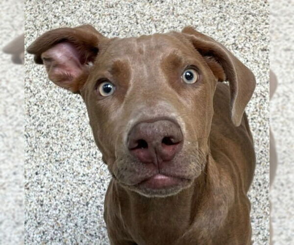 Medium Photo #1 Unknown-Weimaraner Mix Puppy For Sale in Lake Forest, CA, USA