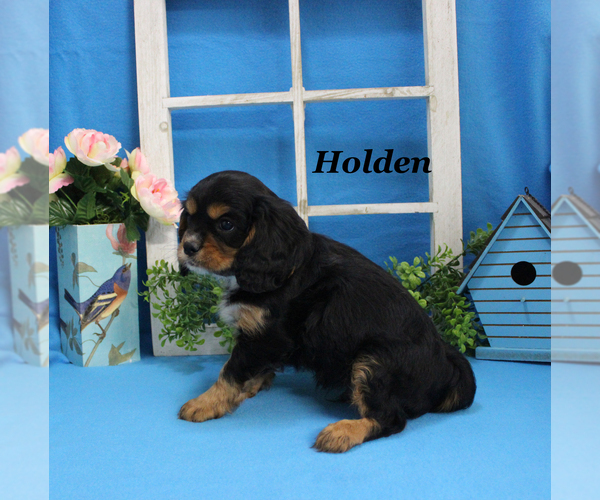 Medium Photo #18 Cavalier King Charles Spaniel Puppy For Sale in CHANUTE, KS, USA