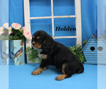 Small #17 Cavalier King Charles Spaniel