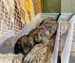 Small Photo #15 Great Dane Puppy For Sale in BURLESON, TX, USA