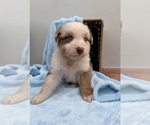 Puppy 2 Australian Shepherd
