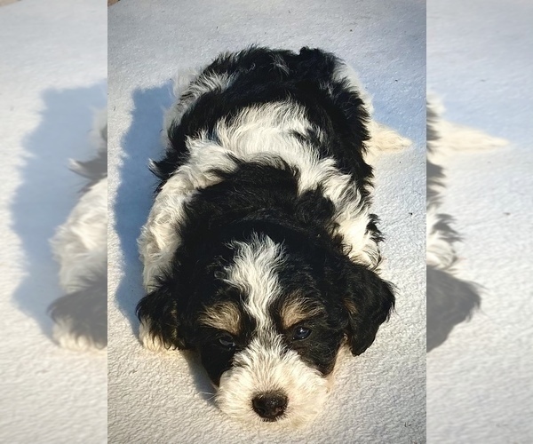 Medium Photo #3 Bernedoodle Puppy For Sale in CHATHAM, PA, USA