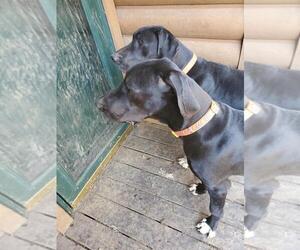 Great Dane Puppy for sale in BAINBRIDGE, OH, USA