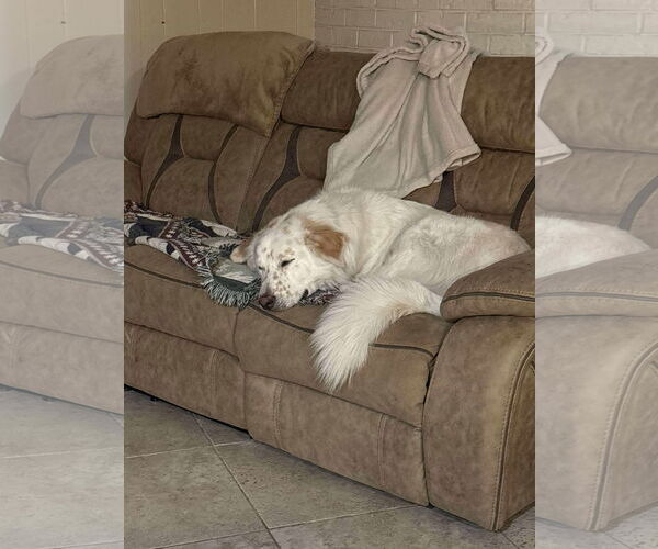 Medium Photo #3 Great Pyrenees-Unknown Mix Puppy For Sale in Houston, TX, USA