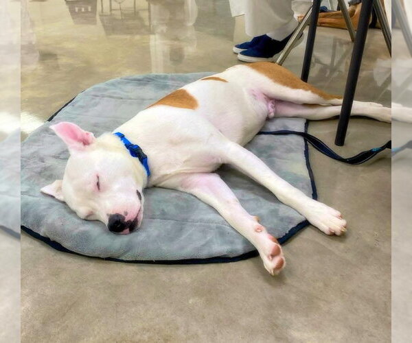 Medium Photo #4 American Bulldog-Unknown Mix Puppy For Sale in Alexander, AR, USA