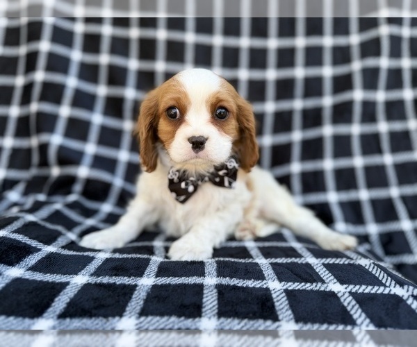 Medium Photo #4 Cavalier King Charles Spaniel Puppy For Sale in LAKELAND, FL, USA