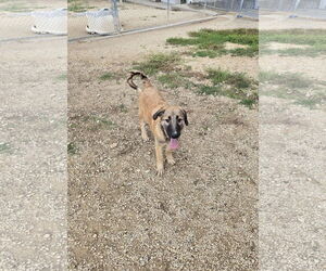 Mutt Dogs for adoption in Maquoketa, IA, USA