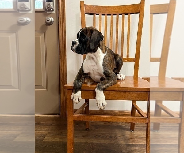 Medium Photo #10 Boxer Puppy For Sale in NEW ULM, MN, USA