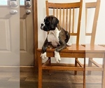 Small Photo #10 Boxer Puppy For Sale in NEW ULM, MN, USA