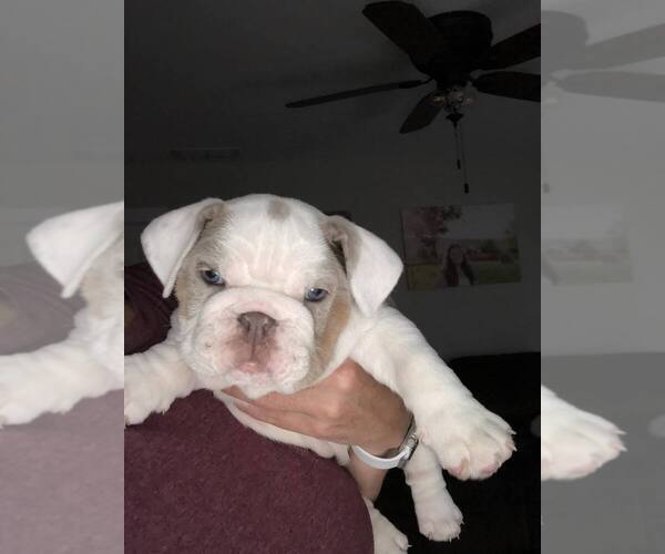 Medium Photo #9 Bulldog Puppy For Sale in OAK HILL, OH, USA