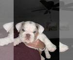 Small #8 Bulldog