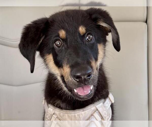 Medium Photo #1 German Shepherd Dog-Unknown Mix Puppy For Sale in Martinez, CA, USA