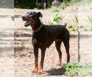 Father of the Doberman Pinscher puppies born on 07/20/2025