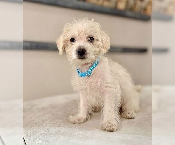 Medium Photo #1 Bichon Frise-Unknown Mix Puppy For Sale in Genesee, WI, USA