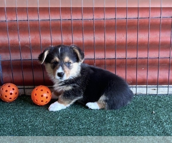 Medium Photo #3 Pembroke Welsh Corgi Puppy For Sale in CERES, CA, USA