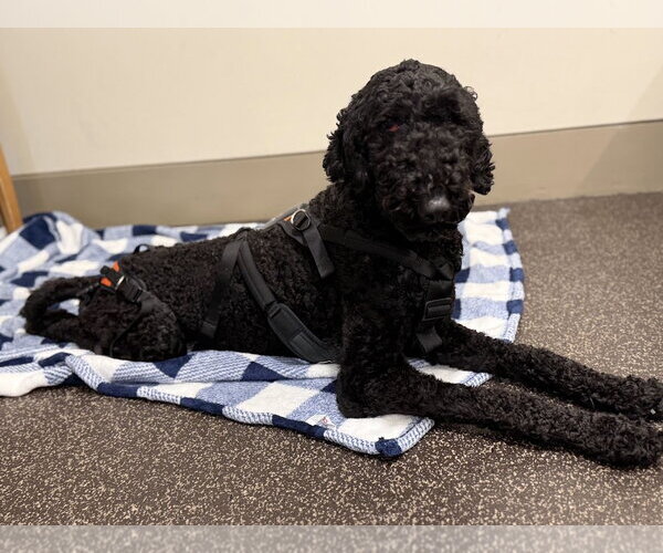 Medium Photo #7 Poodle (Standard)-Unknown Mix Puppy For Sale in Shermans Dale, PA, USA