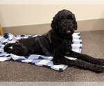 Small Photo #7 Poodle (Standard)-Unknown Mix Puppy For Sale in Shermans Dale, PA, USA
