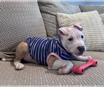 Small #1 Mutt