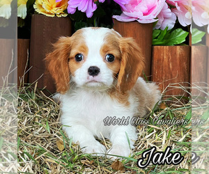Cavalier King Charles Spaniel Puppy for sale in MIAMI, FL, USA