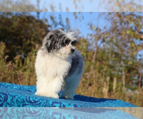 Medium Photo #18 ShihPoo Puppy For Sale in DYERSBURG, TN, USA