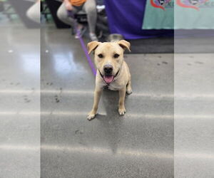 Labrador Retriever-Unknown Mix Dogs for adoption in Minneapolis, MN, USA