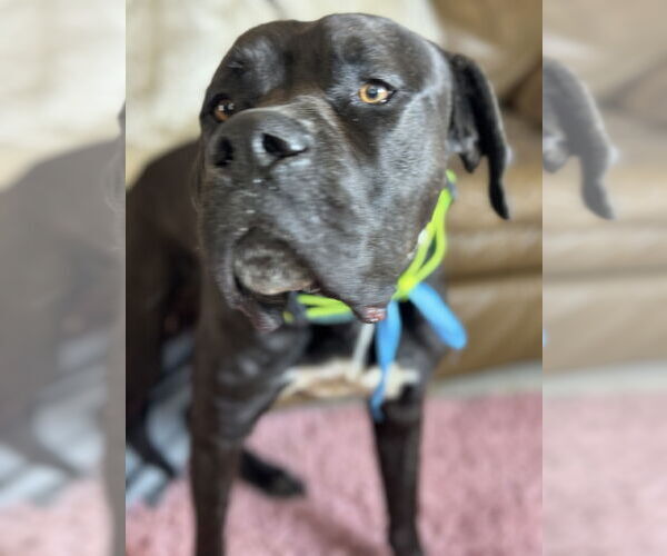 Medium Photo #4 Mastiff Puppy For Sale in Goodyear, AZ, USA