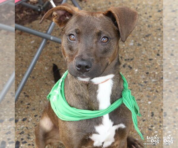 Medium Photo #3 Labrador Retriever-Unknown Mix Puppy For Sale in Washington, DC, USA