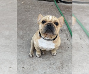 Father of the French Bulldog puppies born on 08/20/2025