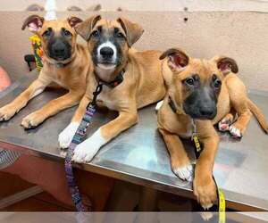 Flower Patch Litter Thistle - Located in TX - Female German Shepherd Dog-Unknown Mix Dog for Adoption - Photo #8