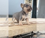 Puppy Bear French Bulldog