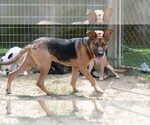 Small Photo #3 German Shepherd Dog-Unknown Mix Puppy For Sale in Minneapolis, MN, USA