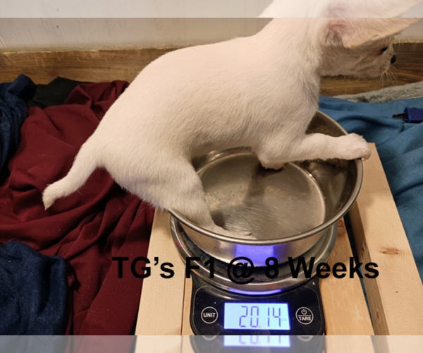 Medium Photo #8 Chihuahua Puppy For Sale in BELLE FOURCHE, SD, USA