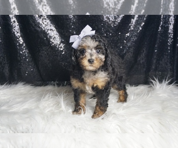 Medium Photo #1 Poodle (Toy) Puppy For Sale in WARSAW, IN, USA