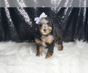 Medium Poodle (Toy)