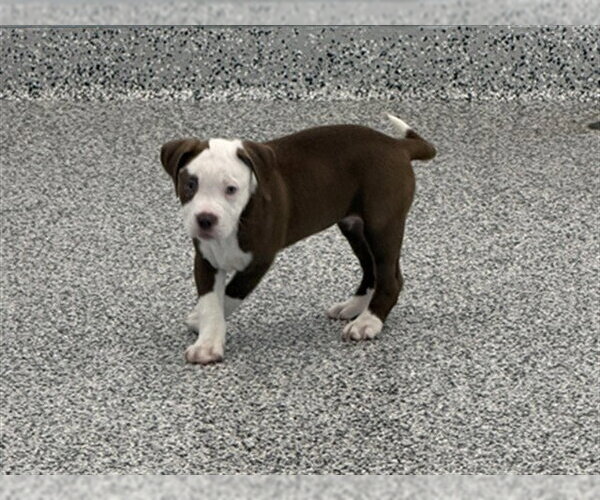 Medium Photo #1 American Bulldog Puppy For Sale in Vaughan, Ontario, Canada