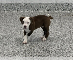 American Bulldog Dogs for adoption in Vaughan, Ontario, Canada
