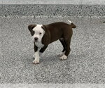 Small American Bulldog