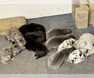 Great Dane Puppy for sale in MARSHVILLE, NC, USA
