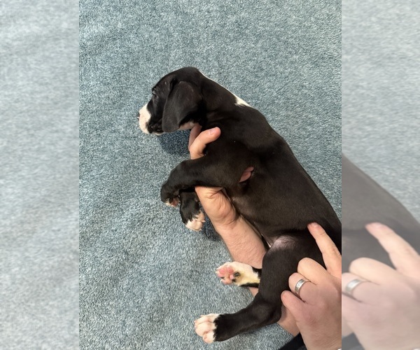 Medium Photo #4 Great Dane Puppy For Sale in RANSOMVILLE, NY, USA