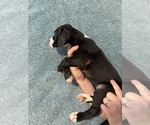 Small #3 Great Dane