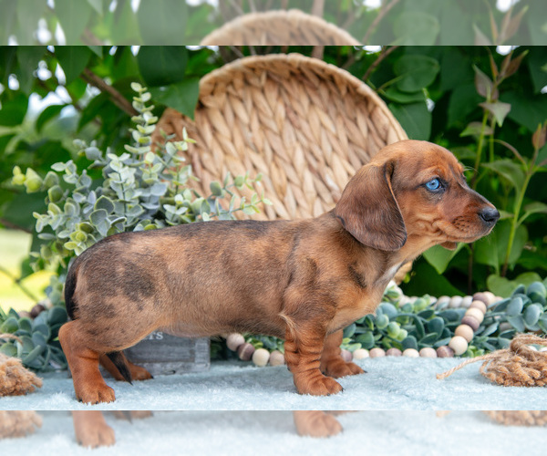 Medium Photo #25 Dachshund Puppy For Sale in ELIZABETHTOWN, PA, USA