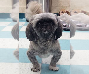 Pekingese-Unknown Mix Dogs for adoption in Wetumpka, AL, USA