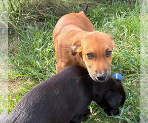 Lochlan - Male Labrador Retriever-Unknown Mix Dog for Adoption - Photo #3