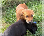Small Photo #3 Labrador Retriever-Unknown Mix Puppy For Sale in Germantown, OH, USA